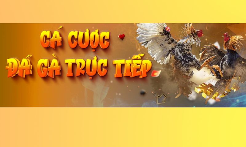 Vì sao tựa game đá gà online được anh em người chơi  ưa chuộng?